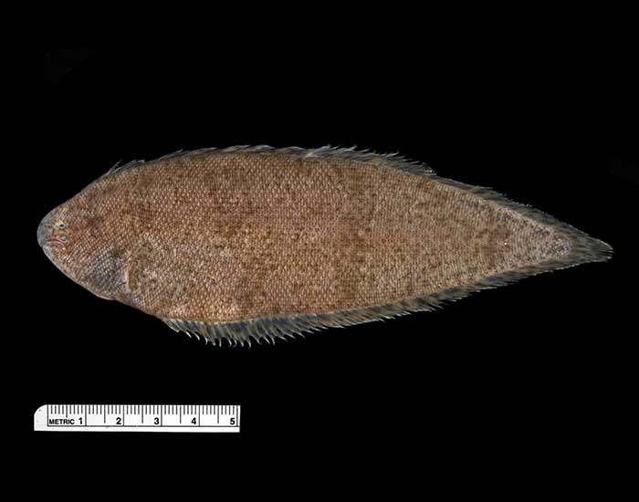 Blackcheek tonguefish