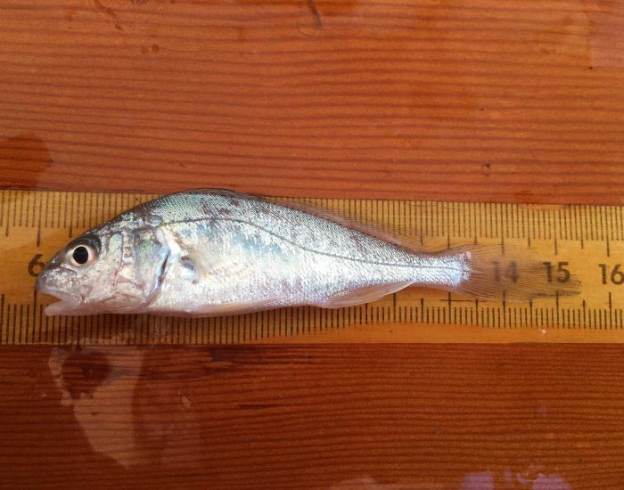 Atlantic croaker fish on a ruler.