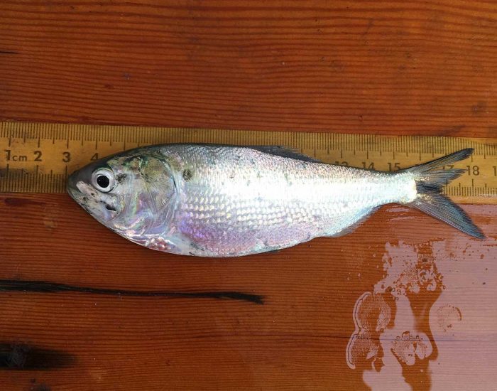 Atlantic menhaden fish measured on a ruler, showing the fish about 15 inches.