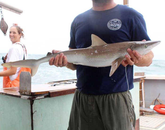 Atlantic sharpnose shark being held in a man's hands on a fishing boat.
