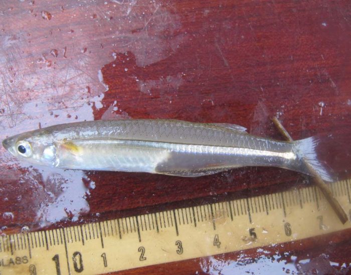 Atlantic silverside fish against a ruler.