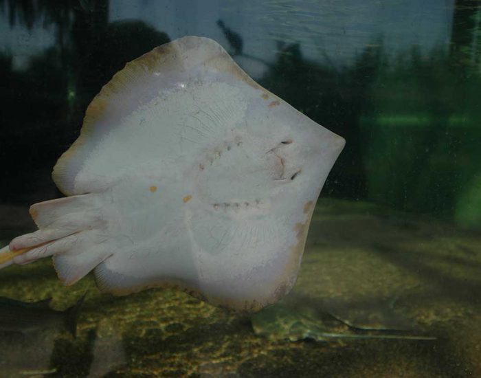 The underside of an Atlantic stingray against the side of an aquarium.