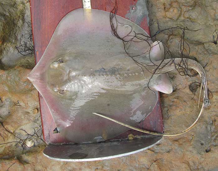 Atlantic singray on a measuring board. It is a wide, flat fish with a long, whip-like tail.