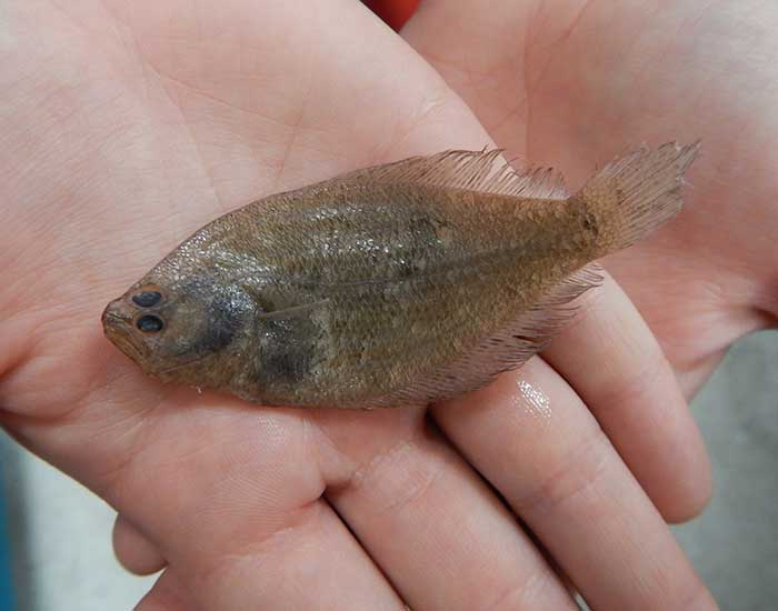 Bay whiff fish being held in a pair of hands. It is a flat, wide fish about as wide as the hand.