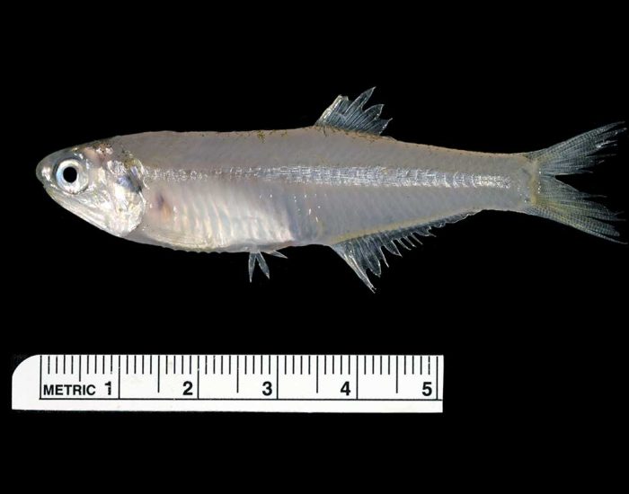 Bay anchovy against a ruler, showing the small fish to be about 7 inches long.