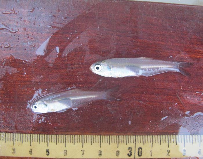 Two bay anchovy on a wooden surface.