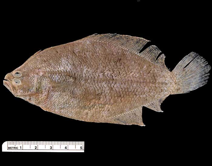 Bay whiff fish, a large, flat fish.