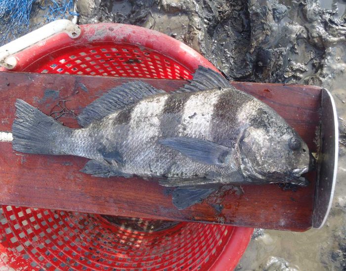 A black drum fish in front of a muddy bank.