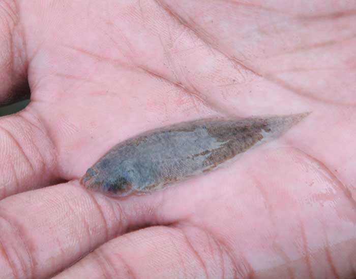 A blackcheek tonguefish being held in a hand. It is a small oval-shaped fish with small fins along the edge of its body and a pointy tail.