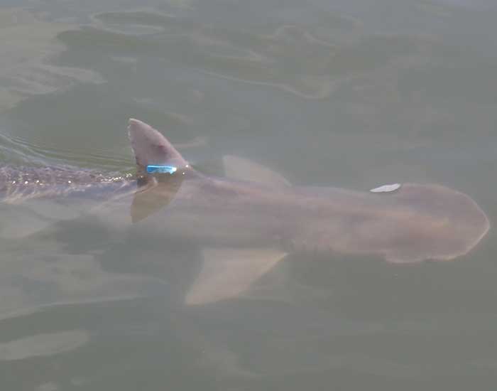 A bonnethead shark swimming through the water with its dorsal fin in the air.