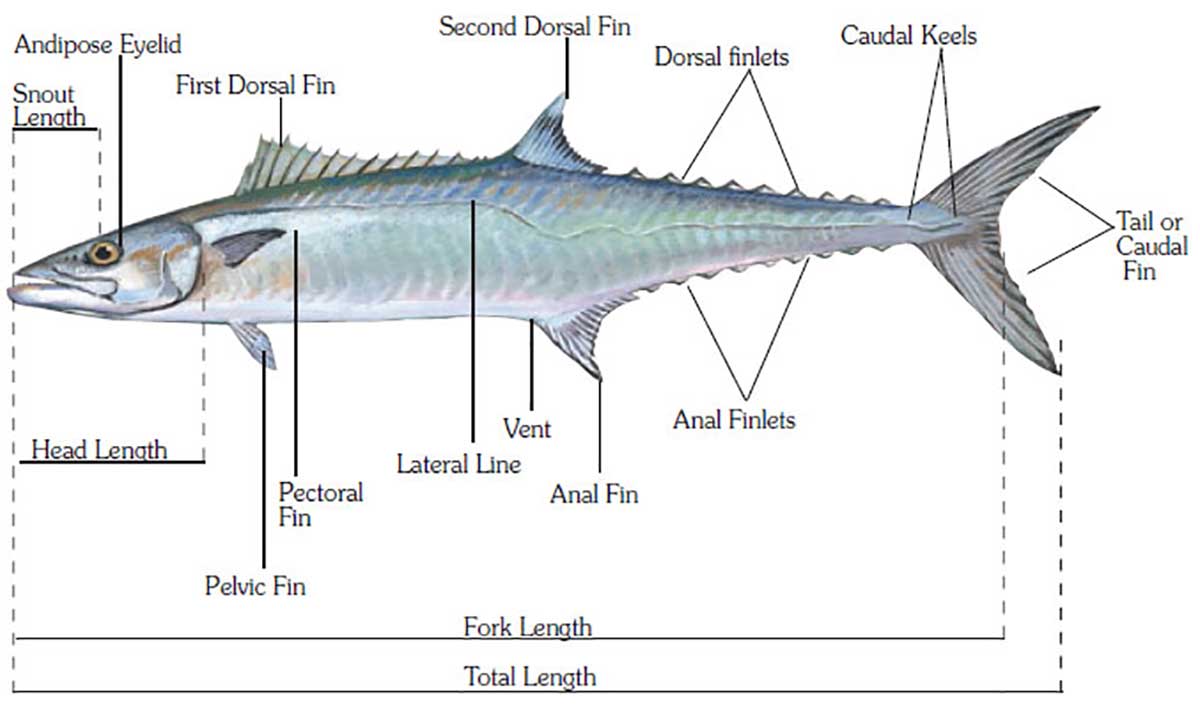 Diagram of the parts of a fish.