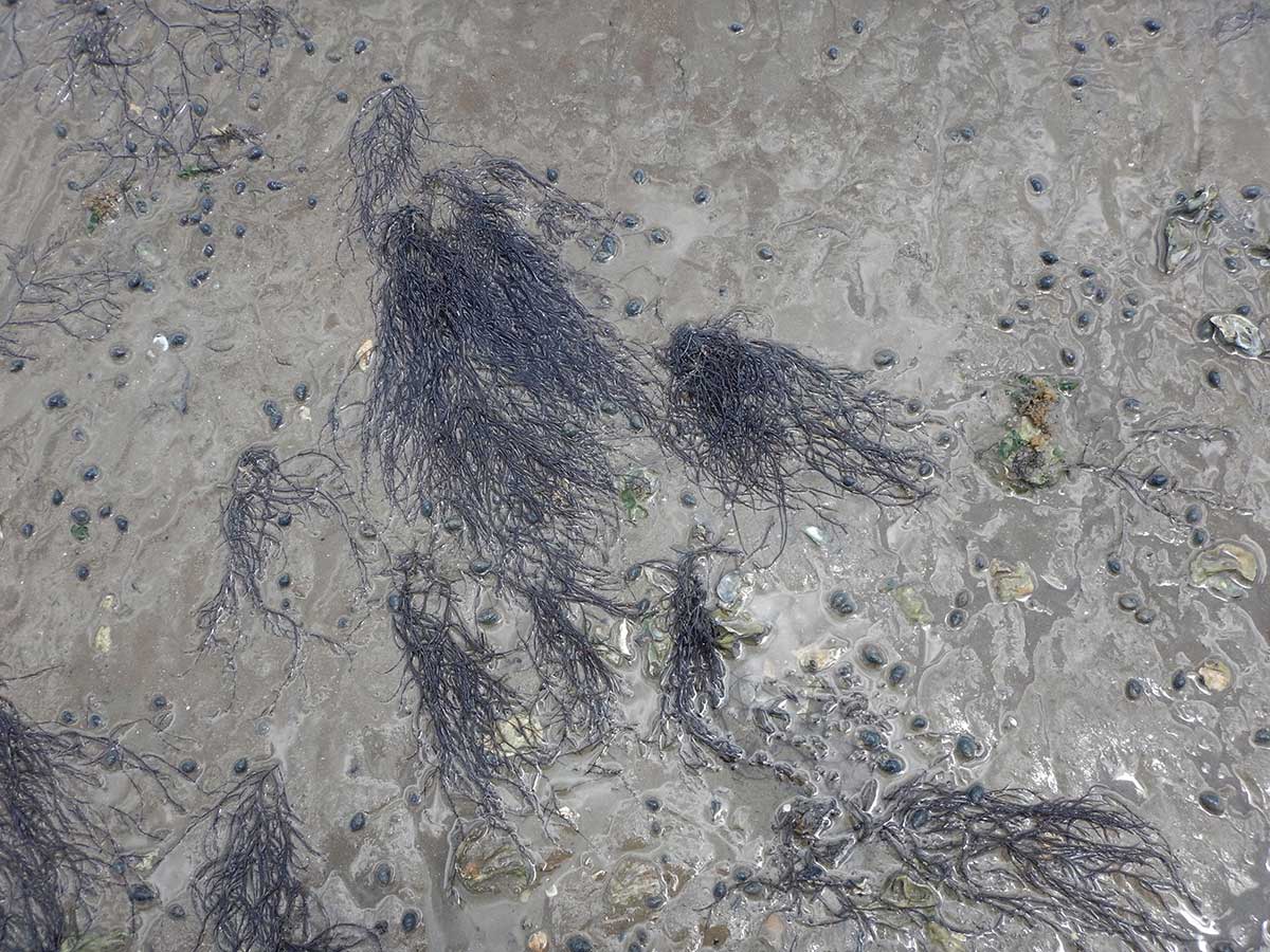 Gracilaria vermiculophylla, hair-like strands of algae spread out over the mud.
