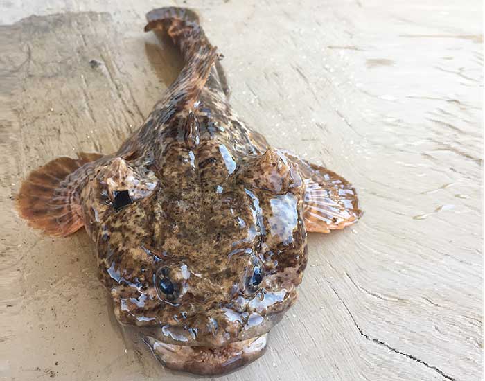 An oyster toadfish out of water. It is tadpole-shaped, with wing-like fins on the side.