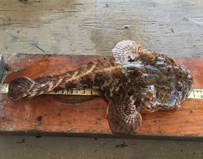 An oyster toadfish out of water on a ruler.