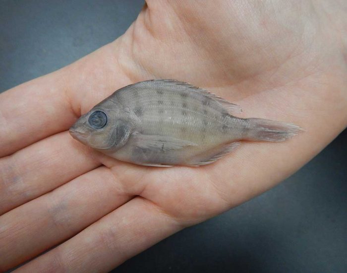 A pinfish held in a hand. It is smaller than the palm.