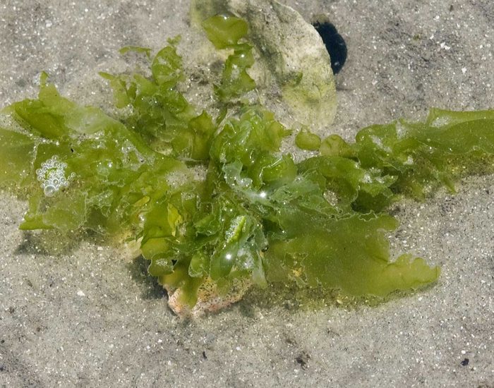 Sea lettuce, a seaweed growing in shallow marsh water.