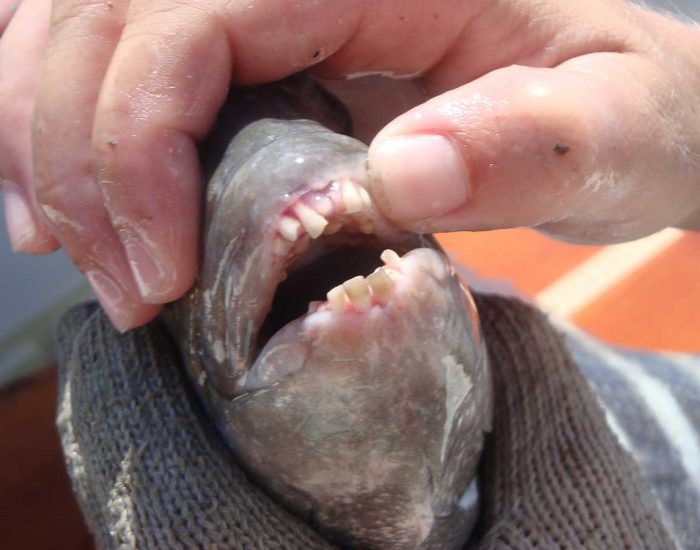 A closeup of the open mouth of a sheepshead fish, showing a row of blunt teeth.