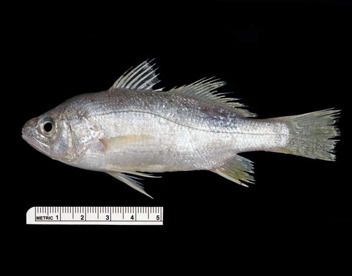 A silver perch fish.