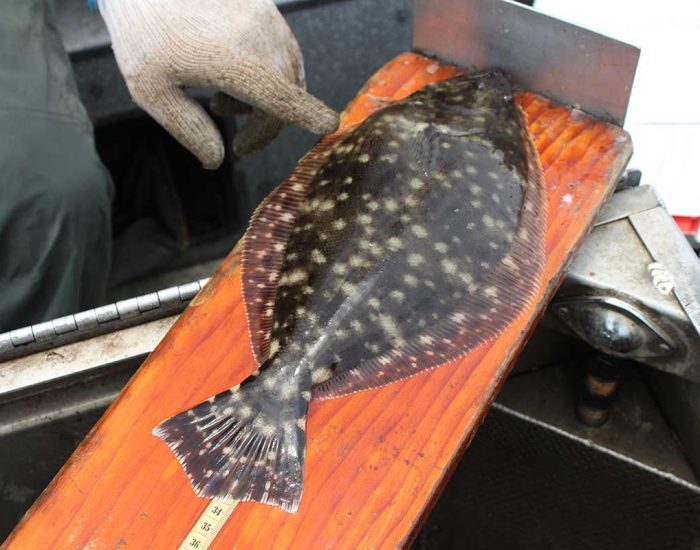 A southern flounder out of the water on a measuring plank. It is a flat, oval-shaped fish.
