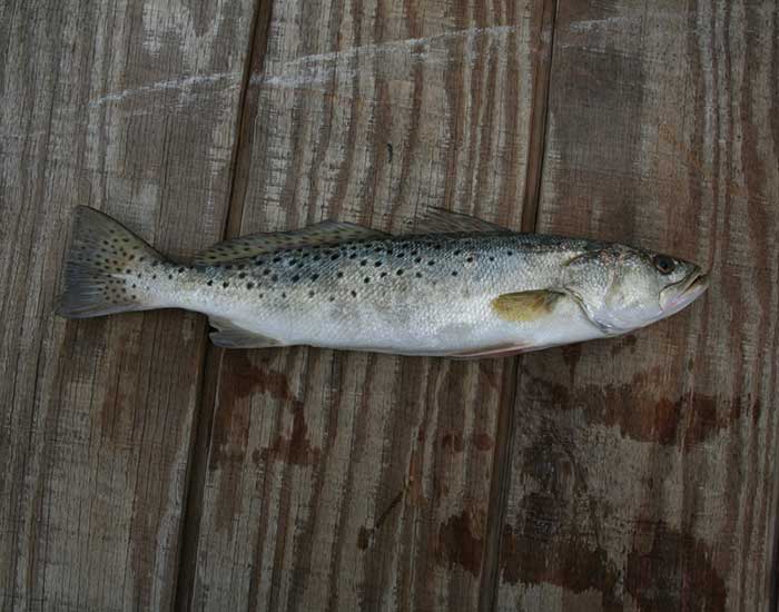 A spotted seatrout fish.