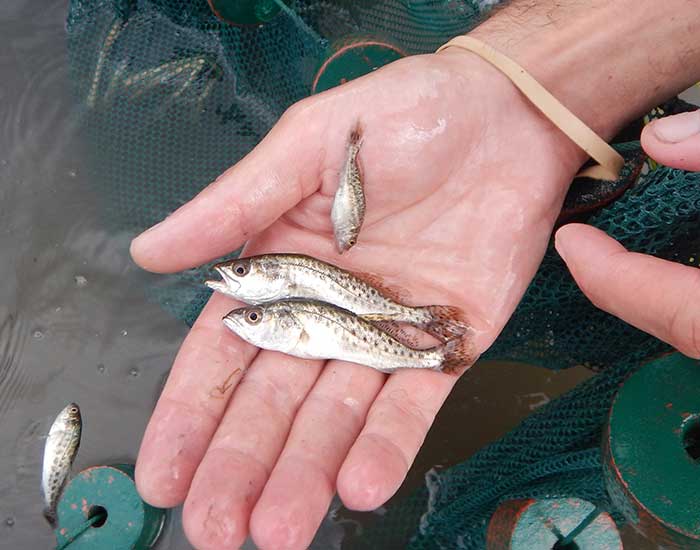 Several small spotted seatrout held in a hand above a fishing net.