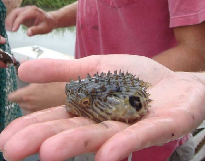 A stripped burrfish held in a hand. It is a palm-sized round fish with spikey protrusions all over its body.