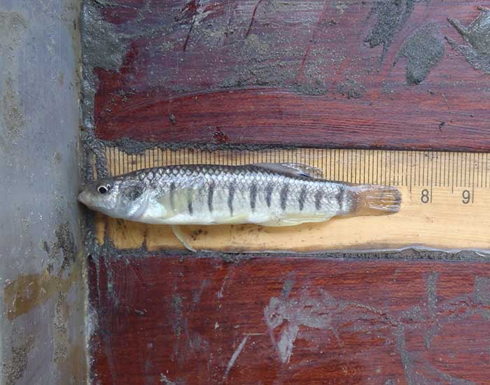 Striped killifish against a ruler. It is about 7cm in length.