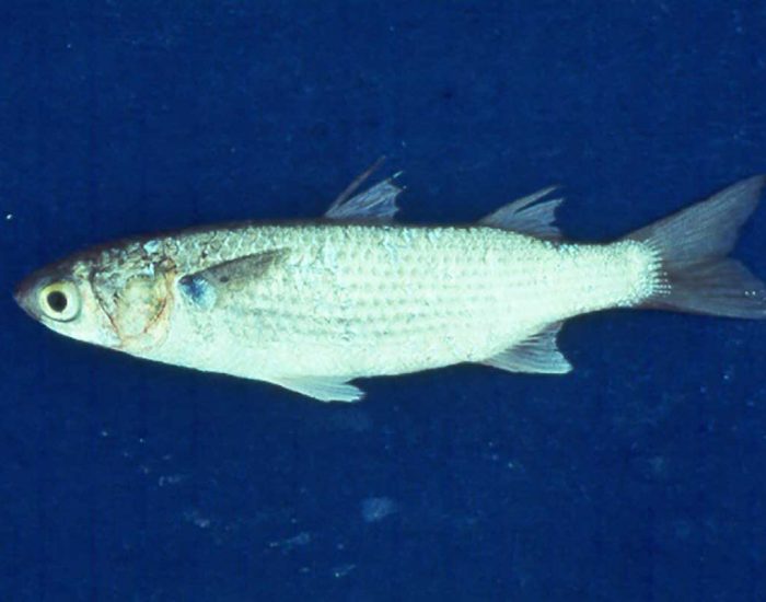 Striped mullet fish.