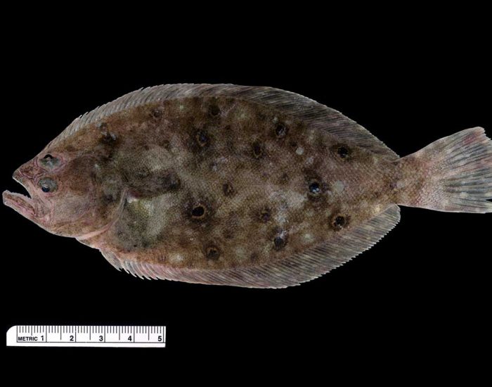 Summer flounder, a flat, oval-shaped fish.