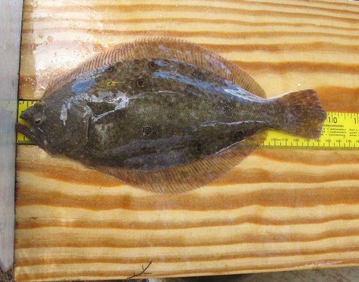 Summer flounder on a board. It is a flat, oval-shaped fish with a halo of fins.