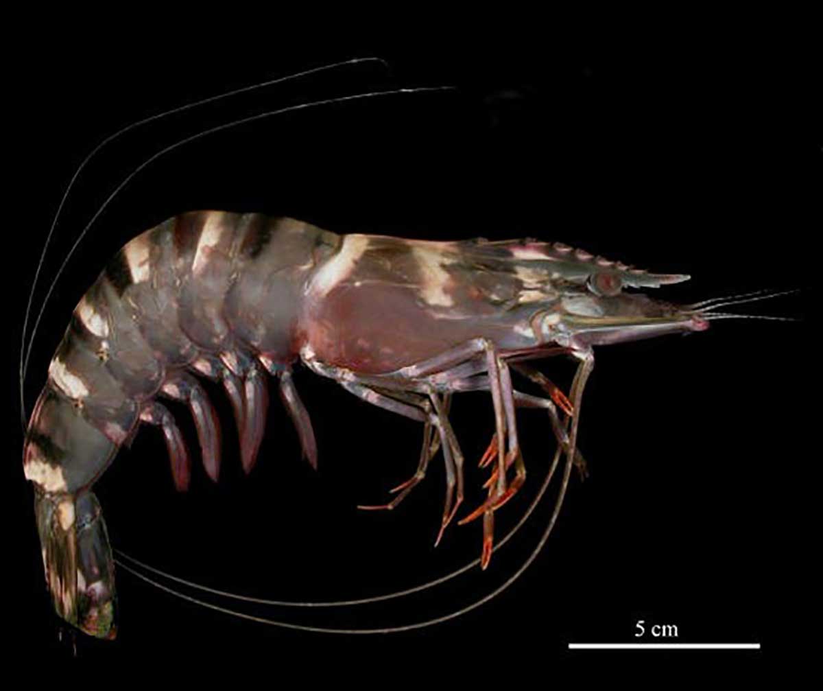Penaeus monodon, a shrimp with a curled body and long antennae.
