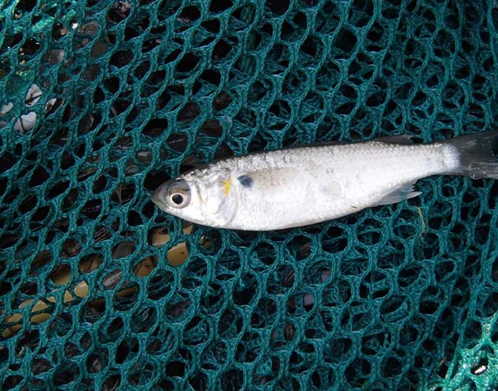 A white mullet fish in a fishing net.