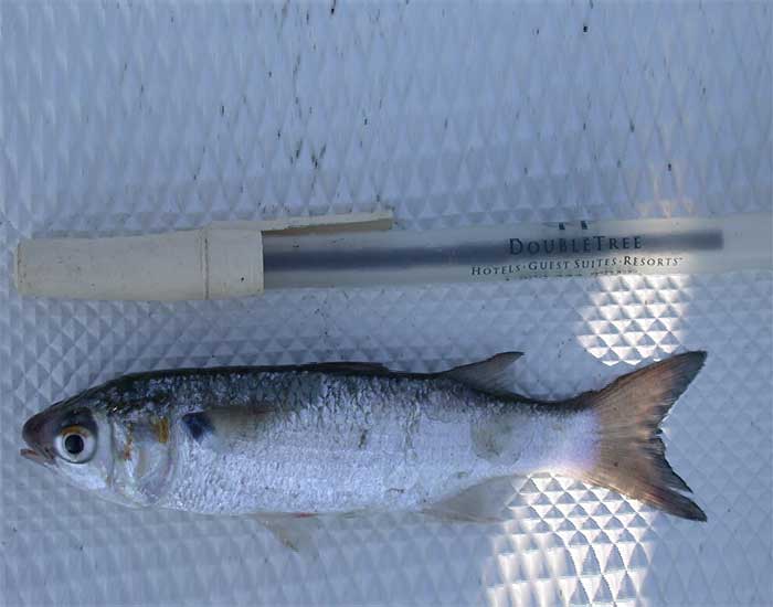 White mullet fish measured against a ballpoint pen. It is slightly shorter than the pen.